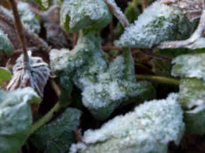 Frost