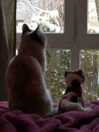 Ginger sits next to Wilma (the stuffed cat) looking at birds