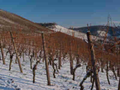 A vineyard near Stuttgart