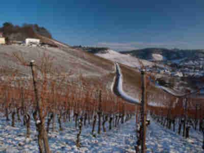 A vineyard near Stuttgart