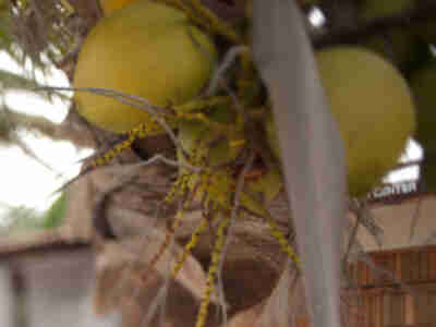 Palm fruit