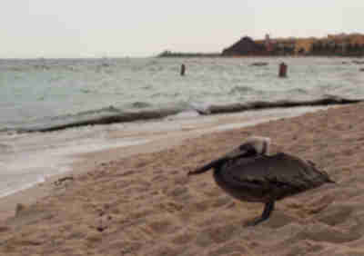 A pelican