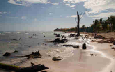 An empty beachfront lot