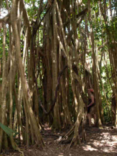 Lisa inspects a strangler fig