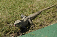 Lizards everywhere...