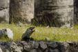 Lizards everywhere...