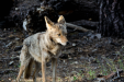 Coyote in Yosemite