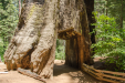 An old drive-thru Sequoia