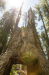 An old drive-thru Sequoia