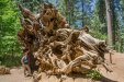Lisa and giant sequoia roots