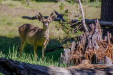 Deer with a Pine Cone stuck to fur