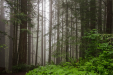 Redwoods