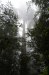 Redwoods