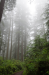 Redwoods