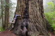Everyone always knew Lisa was a tree hugger