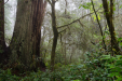 Redwoods