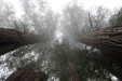 Redwoods