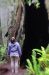 Redwoods