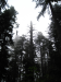Redwoods