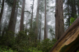 Redwoods