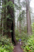 Redwoods
