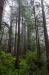 Redwoods