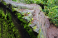 Redwoods