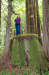 Lisa and a redwood stump