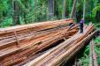 Fallen redwood