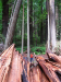 Fallen redwood