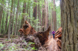Fallen redwood