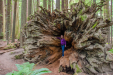 Lisa in a set of redwood roots
