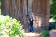 Lisa and the "Grandfather Tree"