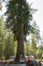 The Suburban - the largest thing that can drive through a tree