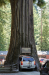 The Suburban - the largest thing that can drive through a tree
