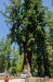 The Suburban - the largest thing that can drive through a tree