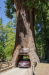 Lisa drives through the tree