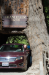 Lisa drives through the tree