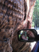 Lisa in the tree