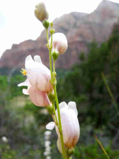 Zion Canyon