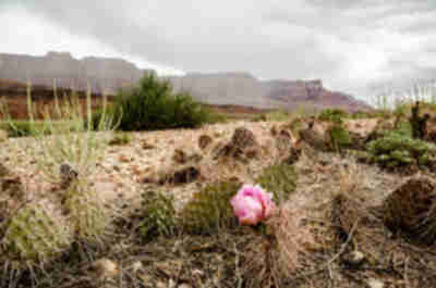 Vermillion Cliffs
